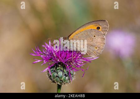 Petite lande (Coenonympha pamphilus), suçant le nectar sur le petit knaphed, Allemagne, Bavière Banque D'Images