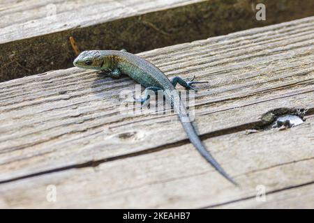 Lézard vivipare, lézard commun européen (Lacerta vivipara, Zotoca vipara), juvénile, bains de soleil, Allemagne, Bavière, Grundlossee Banque D'Images