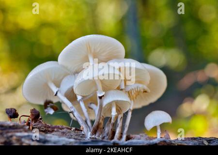 Champignon de porcelaine (Oudemansiella mucida, Mucidula mucida), corps de fructification sur tronc de hêtre, Allemagne, Rhénanie-du-Nord-Westphalie Banque D'Images