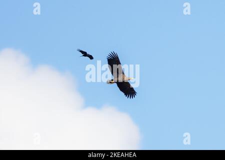 L'aigle de mer à queue blanche (Haliaeetus albicilla), encerclant, est attaqué par un corbeau, Allemagne, Bavière Banque D'Images