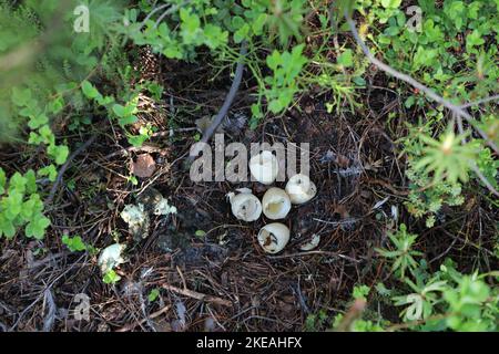 le capercaillie occidental, tétrao urogallus, nichent avec des coquilles d'aubergines après l'éclosion des poussins, Finlande, Kajaani, Kainuu Banque D'Images