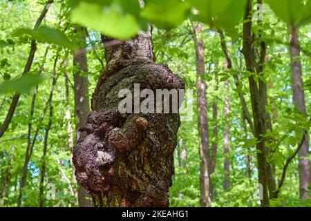 Bouleau (Betula spec.), cancer d'un tronc de bouleau, Allemagne, Hesse Banque D'Images