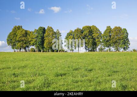 Hêtre commun (Fagus sylvatica), rangée de sangsues au Jura de Neuenburg, Suisse, Kanton Neuenburg Banque D'Images