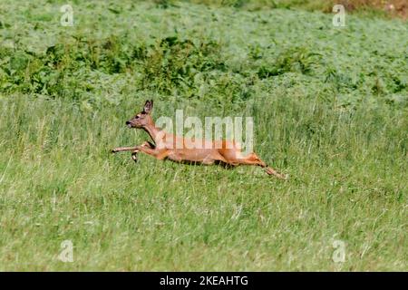 Cerf de virginie, chevreuil, chevreuil occidental, chevreuil européen (Capranolus capranolus), Doe en fuite, Allemagne, Bavière Banque D'Images