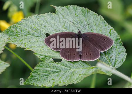 ringlet (Aphantopus hyperantus), siège sur un blackberry laef, Allemagne, Bavière Banque D'Images