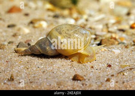 Grand escargot, marais lymnaea (Lymnaea stagnalis), sur terrain sablonneux, Allemagne Banque D'Images