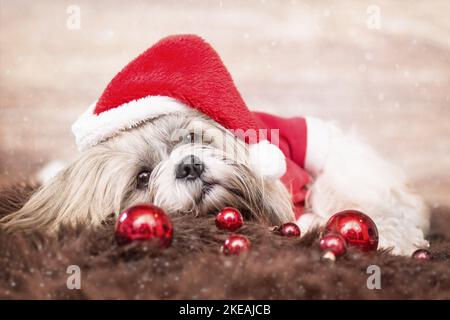 Shih Tzu avec décoration de Noël Banque D'Images