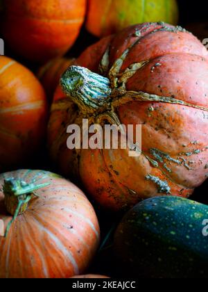 Les citrouilles orange sont situées sur le sol dans la grange ou la grange. Légumes authentiques et naturels de nouvelle récolte. Arrière-plan de la ferme... Banque D'Images