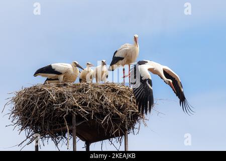 White Stork (Ciconia ciconia), adulte à partir de l'eyrie après avoir allaiter quatre jeunes à part entière, Allemagne, Bavière Banque D'Images