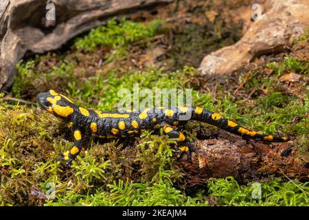 Salamandre feu européen (Salamandra salamandra), homme, Cave Animal de l'année 2023, Allemagne, Bavière, Isental Banque D'Images