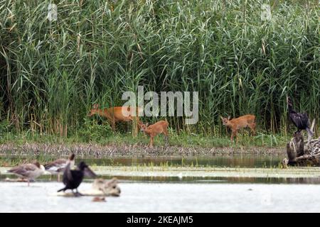 cerf de virginie, chevreuil, cerf de Virginie occidentale, rogue européenne (Capreolus capreolus), doe avec deux fougères paissant sur la rive du lac en face du roseau, Allemagne, Bavière, Banque D'Images