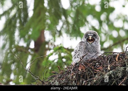 Grand hibou gris (Strix nebulosa), naissant perché dans le nid appelant, Finlande, Nurmes Banque D'Images