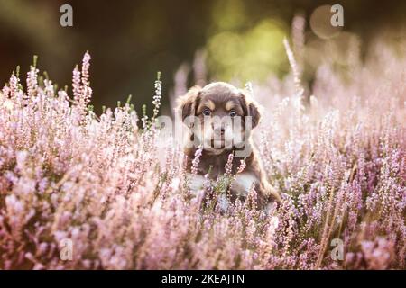 Mini-chien-berger-australien-mongrel Banque D'Images