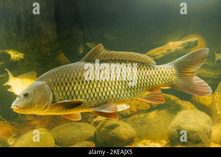 Carpe, carpe commune, carpe européenne (Cyprinus carpio), carpe sauvage, Allemagne Banque D'Images