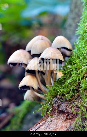 Tête d'eau scintillantes (Coprinus micaceus, Coprinellus micaceus), plusieurs corps de fructification dans un tronc d'arbre moussy, Allemagne, Rhénanie-du-Nord-Westphalie Banque D'Images