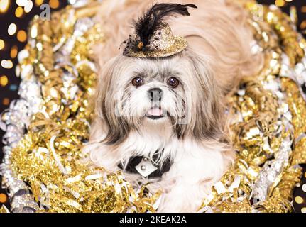 couché de Shih Tzu Banque D'Images