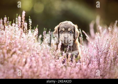 Mini-chien-berger-australien-mongrel Banque D'Images