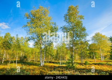 Bouleau (Betula spec.), grands birches dans une lande élevée au début de l'automne avec soleil et ciel bleu, Suisse, Kanton Neuenburg, les ponts-de-Martel Banque D'Images