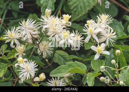 La joie des voyageurs, Old Man's Beard (Clematis vitalba), des fleurs, de l'Allemagne, la Bavière Banque D'Images