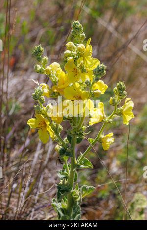 Mulléine à feuilles de palpage (Verbascum phlomoides), floraison, Allemagne, Bavière Banque D'Images