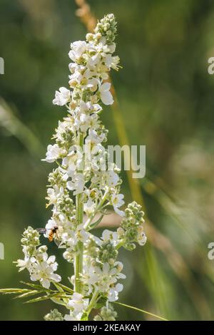 Mulllein blanche, mullein foncé (Verbascum lychnitis), inflorescence, Allemagne, Bavière Banque D'Images