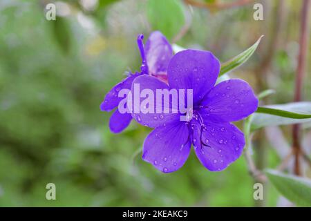 fleur de princesse, buisson de gloire (Tibouchina urvilleana), fleurs Banque D'Images