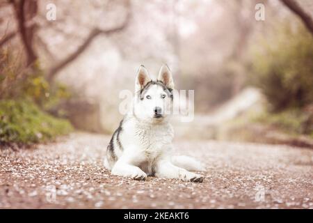 Couché Husky de Sibérie Banque D'Images