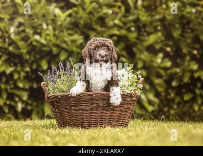 Labradoodle Puppy Banque D'Images