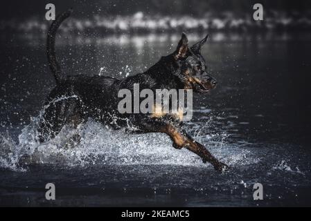 Rottweiler sur l'eau Banque D'Images