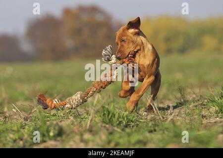 Course à pied Magyar Vizsla Puppy Banque D'Images