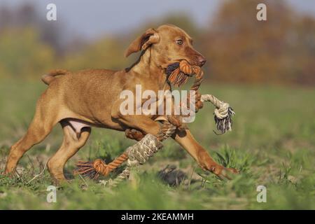 Course à pied Magyar Vizsla Puppy Banque D'Images