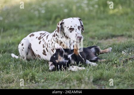 Dachshund-Mongrel Puppy avec Dalmatien Banque D'Images