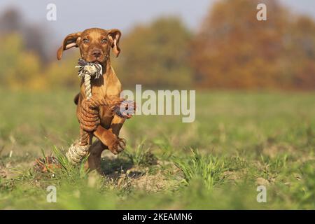 Course à pied Magyar Vizsla Puppy Banque D'Images