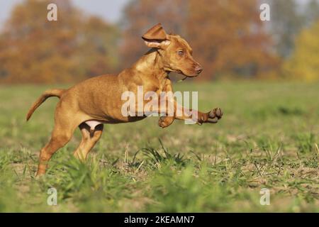 Course à pied Magyar Vizsla Puppy Banque D'Images