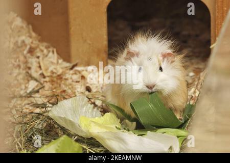 Mélange Abyssinian-Guinée-porc Banque D'Images