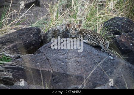 Léopard (Panthera pardus), âgé d'environ 10 semaines, dans un refuge rocheux Banque D'Images