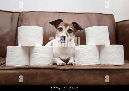 Couché Jack Russell Terrier Banque D'Images