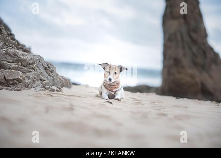 Couché Jack Russell Terrier Banque D'Images