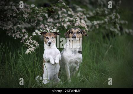 2 chiens Banque D'Images