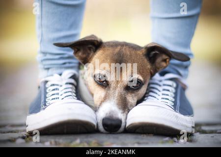 Humain avec Jack Russell Terrier Banque D'Images