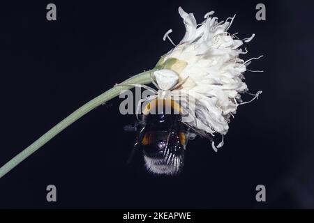 araignée de crabe camouflé sur une fleur blanche tout en attrapant un bourdon Banque D'Images