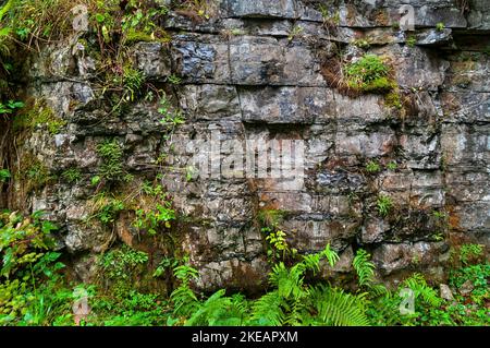 Mousse et fougères poussant sur un affleurement calcaire avec des plans de couchage proéminents dans le chemin de fer de découpe à Monsal Dale, sur le sentier de Monsal dans le Derbyshire. Banque D'Images