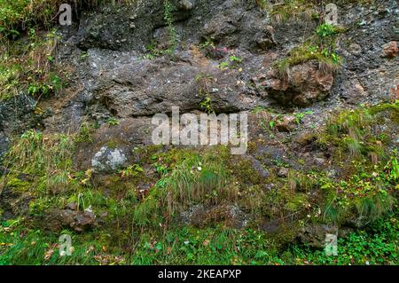 Mousse et fougères qui poussent sur un affleurement de lave basaltique provenant d'un ancien volcan dans le chemin de fer de Monsal Dale, sur le sentier de Monsal dans le Derbyshire. Banque D'Images