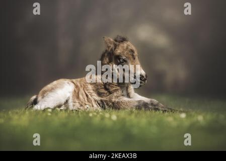 Poney Shetland poulain Banque D'Images