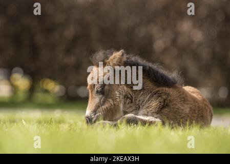 Poney Shetland poulain Banque D'Images