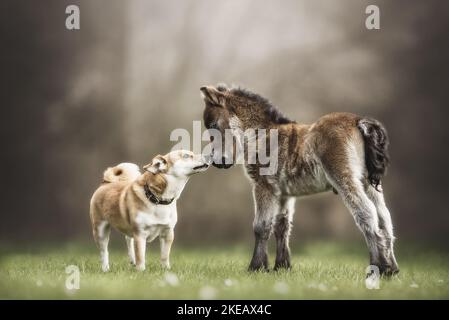 Shetland Pony foal et chien Banque D'Images