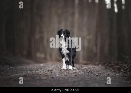 Border Collie dans la forêt Banque D'Images