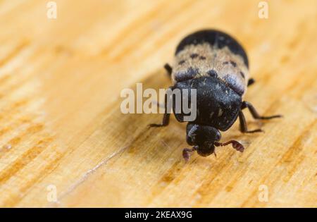 Dendroctone du Larder (Dermestes lardarius) Banque D'Images