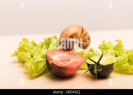 Les gros escargots d'achatina mangent des feuilles de laitue. Végétarisme, bien-être animal Banque D'Images