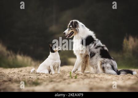 2 chiens Banque D'Images